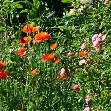 Le Petit Potager * Montbel (Ariege)